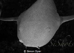 amigo friendly little guy out diving with DNS DIVING by Simon Dyer 